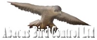 Abacus Bird 373300 Image 0